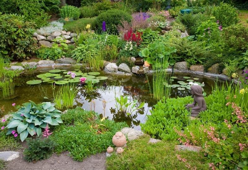 Pond Plants Throughout The Year